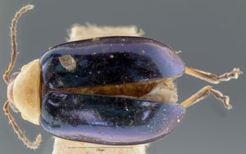 Media type: image; Entomology 18762   Aspect: habitus dorsal view